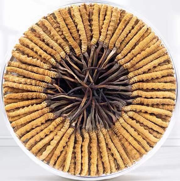 榆次冬虫夏草回收